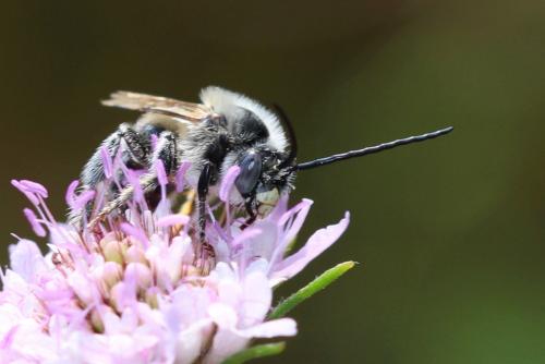 Réf. 264 117 : Tetraloniella sp.